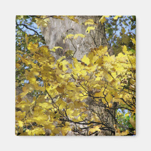 YELLOW AUTUMN LEAVES MAGNET