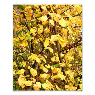 YELLOW AUTUMN LEAVES PHOTO PRINT