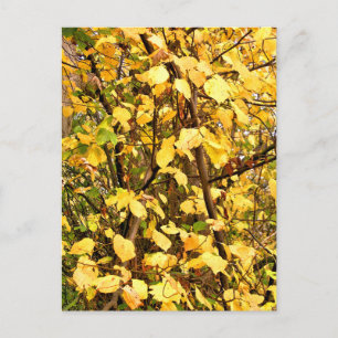YELLOW AUTUMN LEAVES POSTCARD