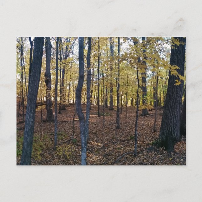 Yellow Autumn Postcard (Front)