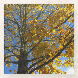 Yellow Autumn Tree Glass Coaster