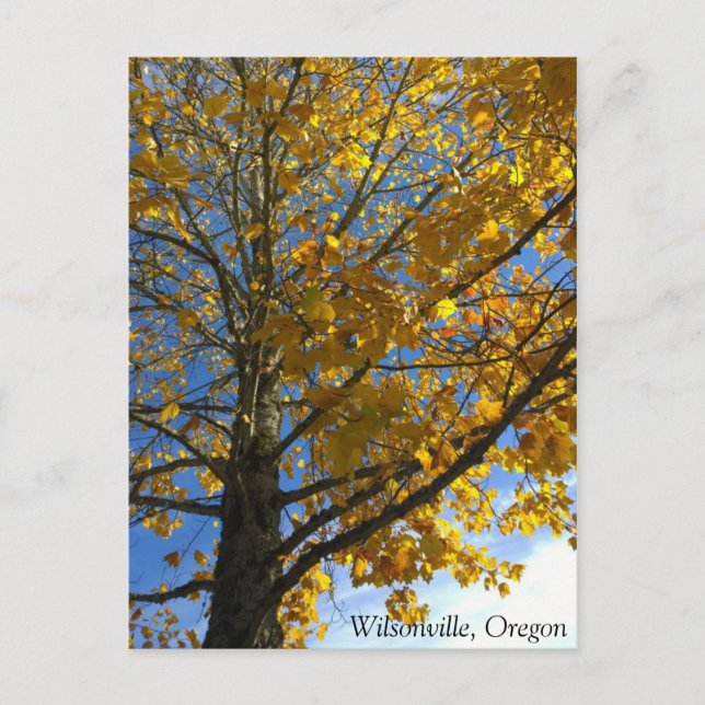 Yellow Autumn Tree Postcard (Front)