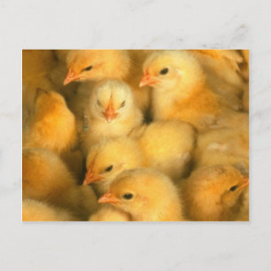 Yellow Baby Chicks Postcard