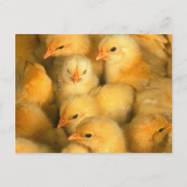 Yellow Baby Chicks Postcard (Front)