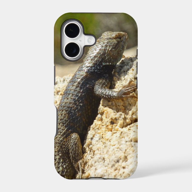 Yellow-Backed Spiny Lizard at Joshua Tree (Back)