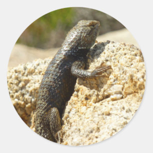 Yellow-Backed Spiny Lizard at Joshua Tree Classic Round Sticker