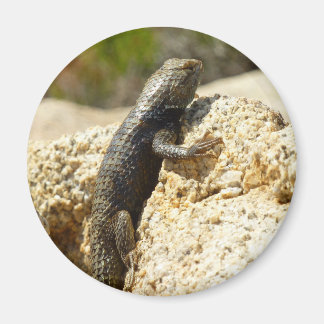 Yellow-Backed Spiny Lizard at Joshua Tree Magnet