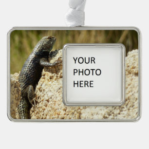 Yellow-Backed Spiny Lizard at Joshua Tree Silver Plated Framed Ornament
