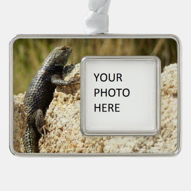 Yellow-Backed Spiny Lizard at Joshua Tree Silver Plated Framed Ornament (Front)
