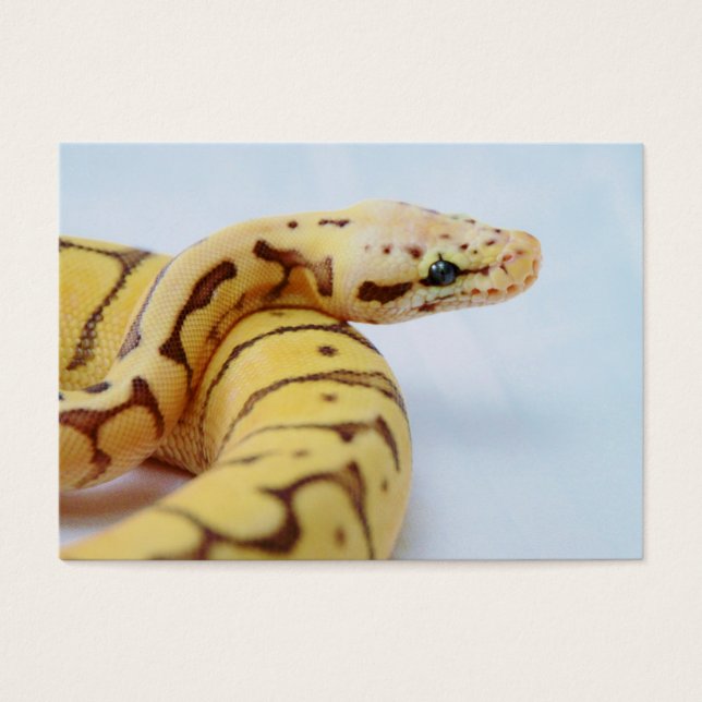 Yellow Ball Python Close Up (Front)