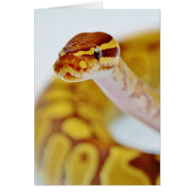 Yellow Ball Python Head (Front)