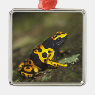 Yellow-banded Poison Dart Frog Dendrobates Metal Tree Decoration