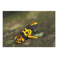 Yellow-banded Poison Dart Frog Dendrobates