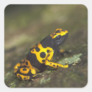 Yellow-banded Poison Dart Frog Dendrobates Square Sticker