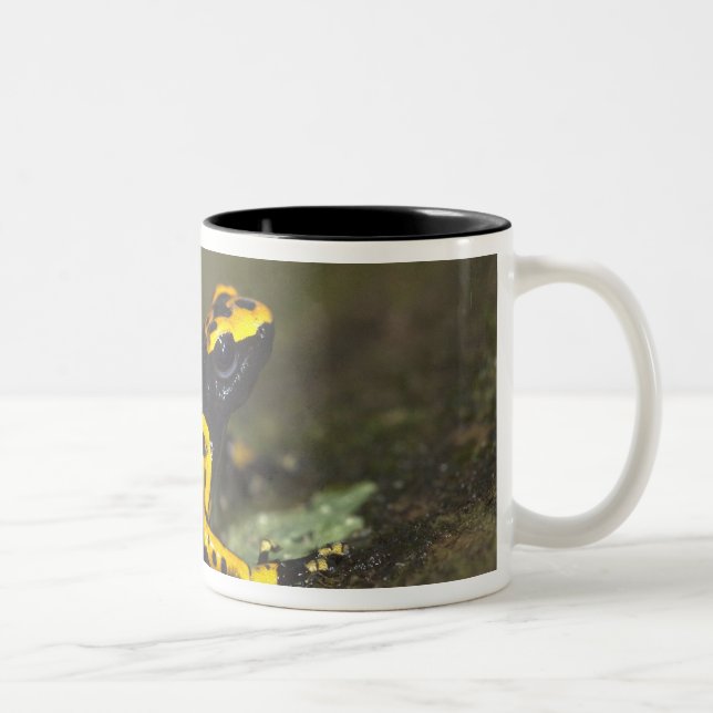 Yellow-banded Poison Dart Frog Dendrobates Two-Tone Coffee Mug (Right)