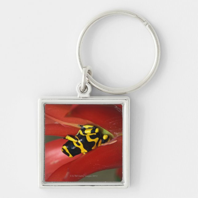 Yellow-banded poison frog key ring (Front)