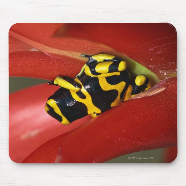 Yellow-banded poison frog mouse pad (Front)