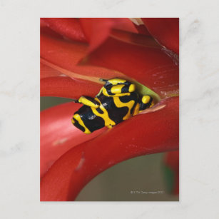 Yellow-banded poison frog postcard