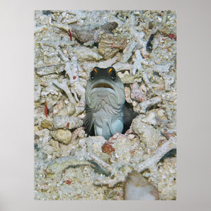 Yellow Barred Jawfish Emerging Poster
