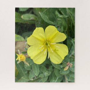 Yellow Beach Evening Primrose, Oakland Jigsaw Puzzle