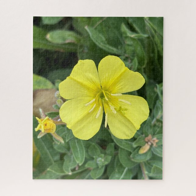 Yellow Beach Evening Primrose, Oakland Jigsaw Puzzle (Vertical)