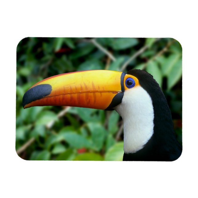 Yellow Beaked Toucan Magnet (Horizontal)