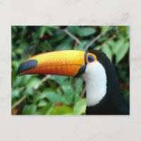 Yellow Beaked Toucan