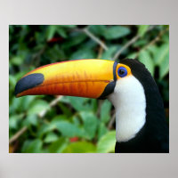 Yellow Beaked Toucan