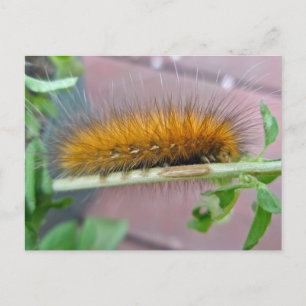 Yellow Bear Caterpillar Virginian Tiger Moth Items Postcard