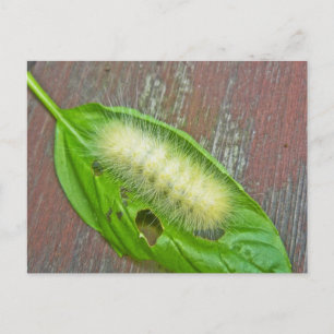 Yellow Bear Caterpillar Virginian Tiger Moth Items Postcard