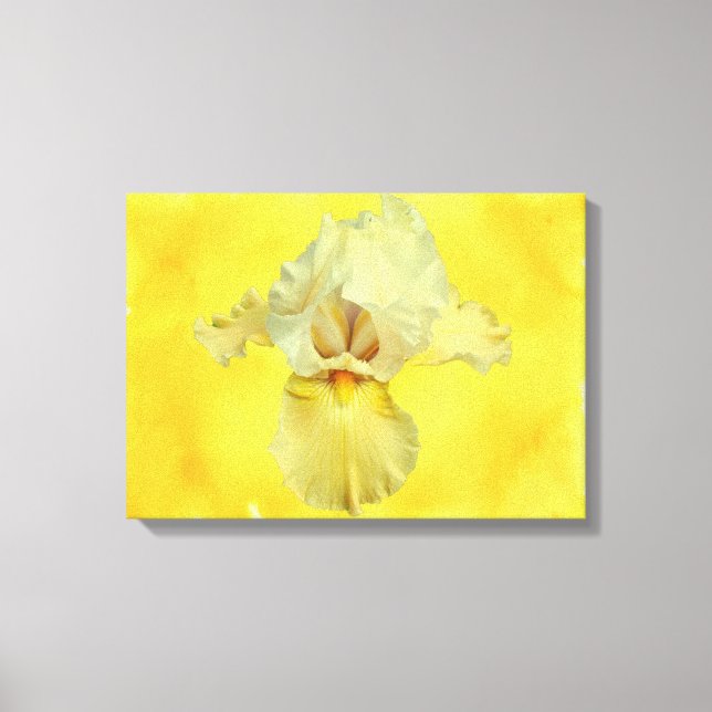 Yellow Bearded Iris Blossom Canvas Print (Front)