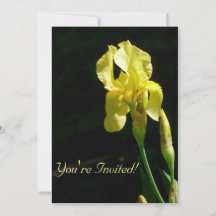 Yellow Bearded Iris