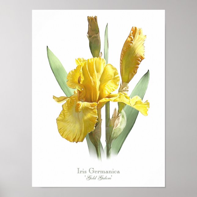 Yellow Bearded Iris Original Art Print (Front)