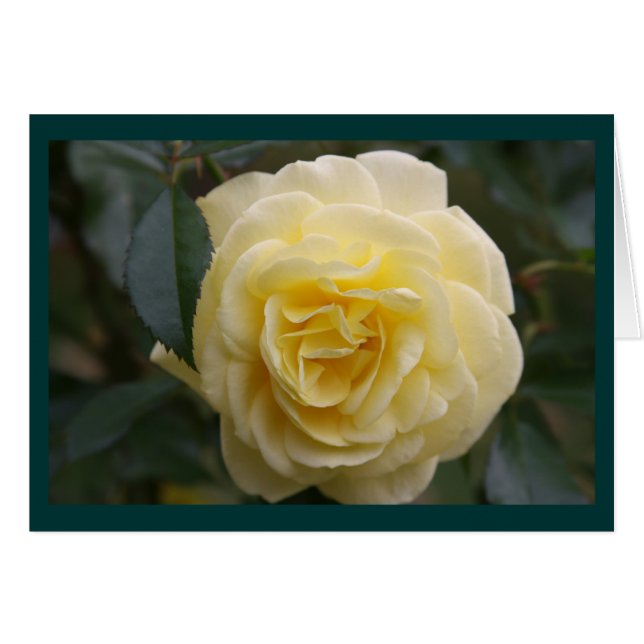 Yellow Beauty (Front Horizontal)
