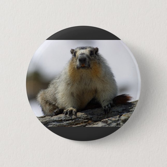 Yellow Bellied Marmot 6 Cm Round Badge (Front)