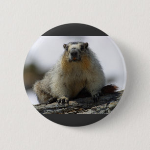 Yellow Bellied Marmot 6 Cm Round Badge