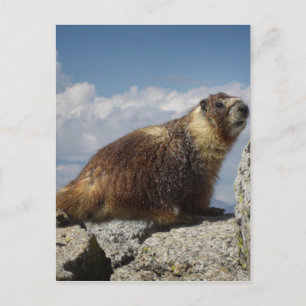 Yellow Bellied Marmot in Yosemite Postcard