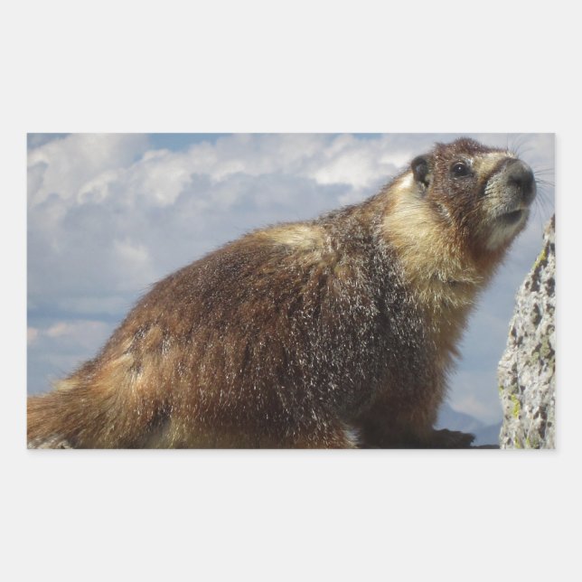 Yellow Bellied Marmot in Yosemite Rectangular Sticker (Front)