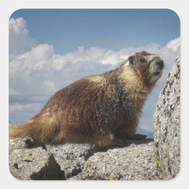 Yellow Bellied Marmot in Yosemite Square Sticker (Front)