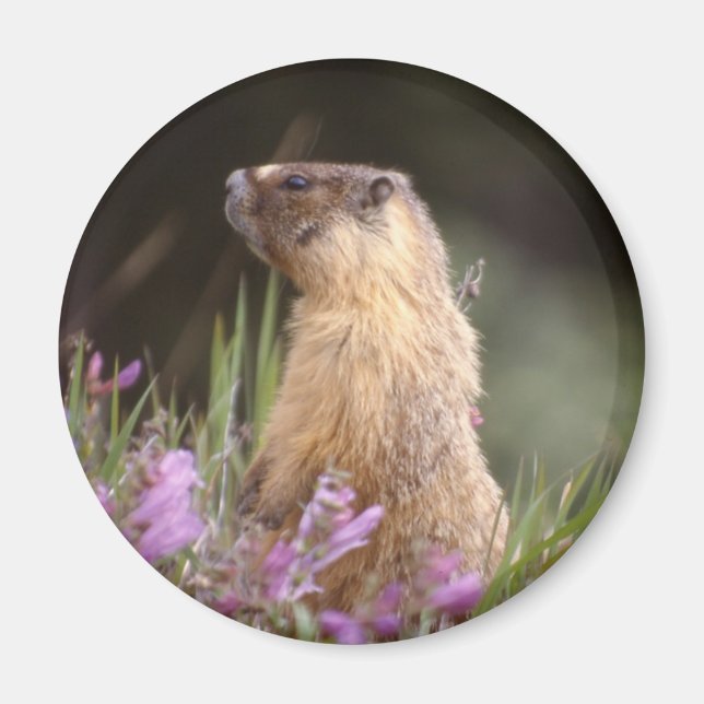 Yellow Bellied Marmot Magnet (Front)