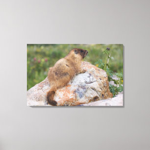 Yellow-bellied Marmot, Marmota flaviventris, Canvas Print