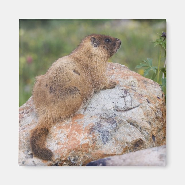 Yellow-bellied Marmot, Marmota flaviventris, Magnet (Front)