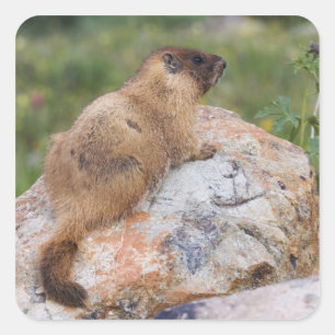 Yellow-bellied Marmot, Marmota flaviventris, Square Sticker