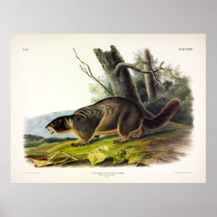 Yellow-bellied Marmot, Rock Chuck by Audubon Poster