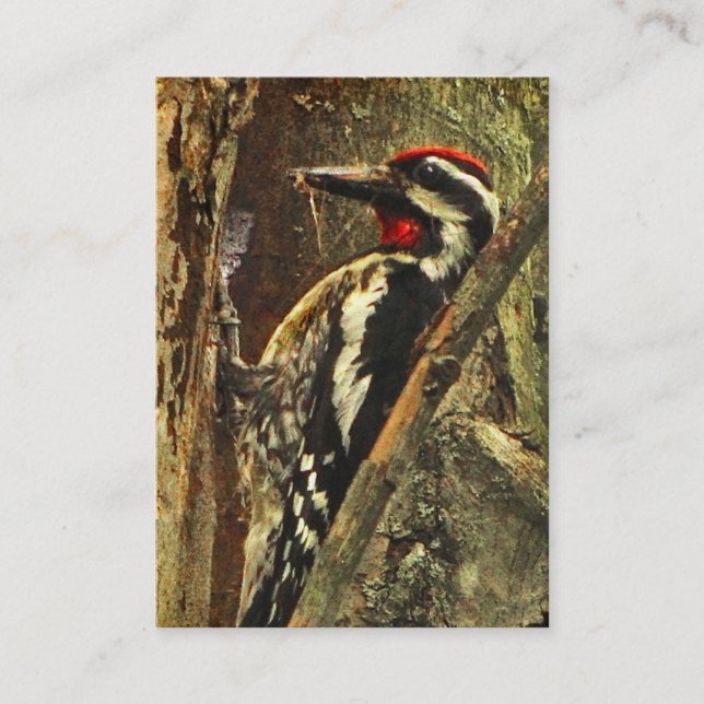 Yellow-bellied Sapsucker ATC Business Card (Front)