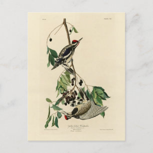 Yellow-bellied Sapsucker, Audubon Birds of America Postcard