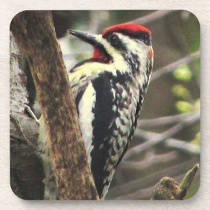 Yellow-bellied Sapsucker Coaster