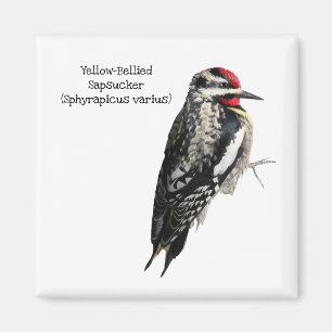 Yellow-Bellied Sapsucker Magnet