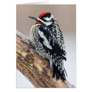 Yellow-bellied Sapsucker male