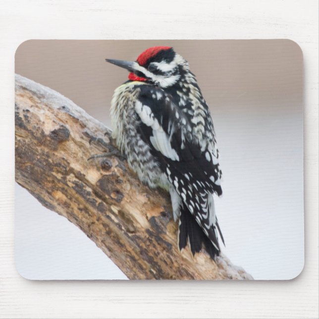 Yellow-bellied Sapsucker male Mouse Pad (Front)